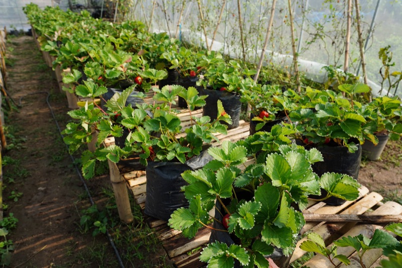 Field trip to Green House